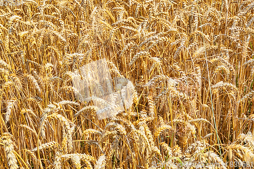 Image of golden corn field