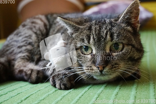 Image of cat and mouse toy