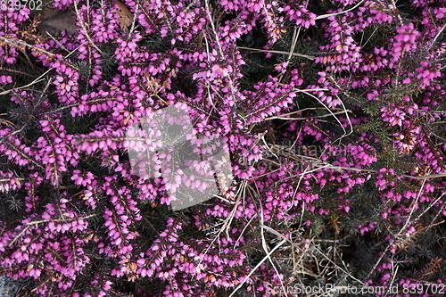 Image of violet heather flowers