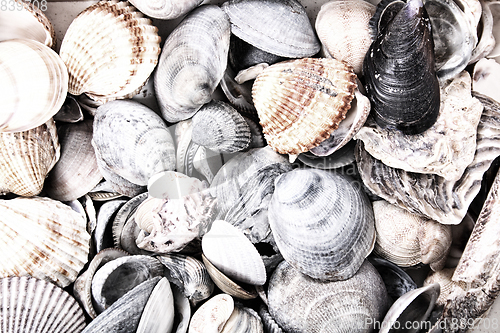 Image of sea shells texture