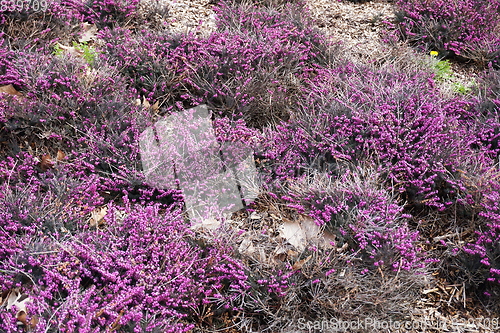 Image of violet heather flowers