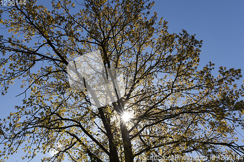 Image of tall old oak