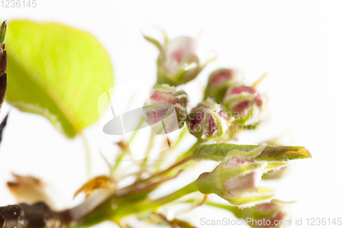 Image of fruit tree flower