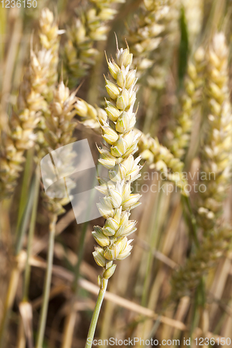 Image of wheat spike