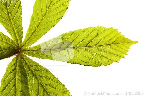 Image of green chestnut leaf