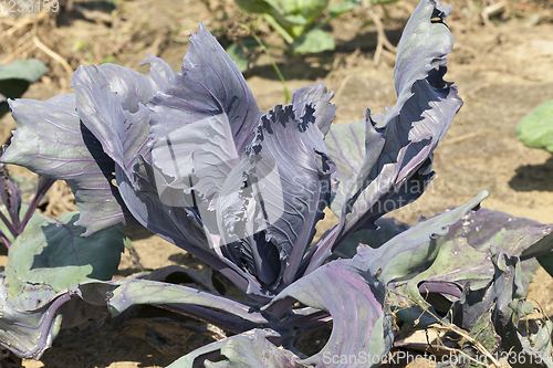 Image of purple cabbage