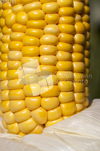 Image of corn cob seeds