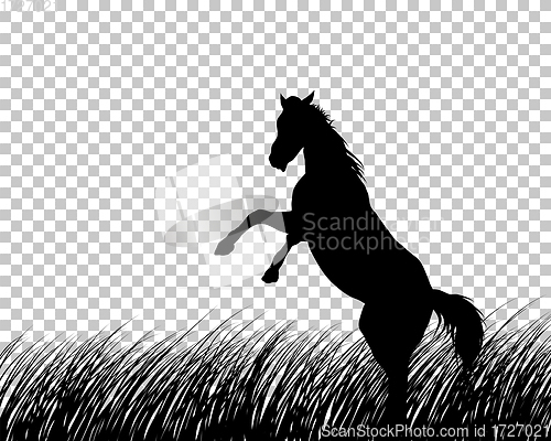 Image of Horse silhouette on Grass Background