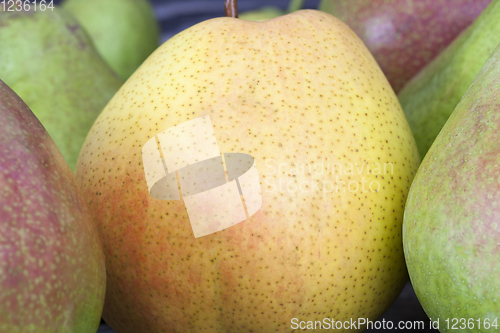 Image of several varieties of pears