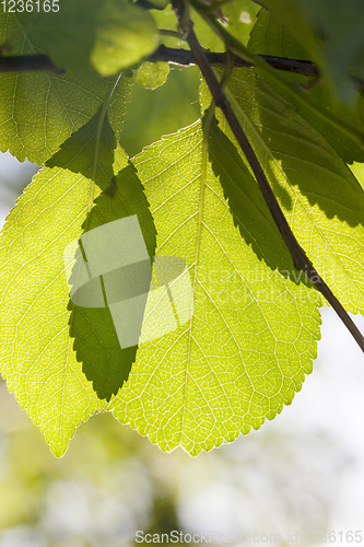 Image of green foliage