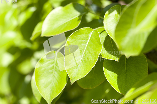 Image of green foliage