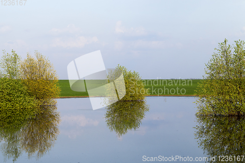 Image of trees on the river