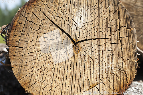 Image of sawed birch tree trunk