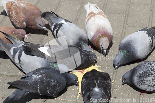 Image of pigeons feeding