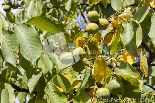 Image of walnuts in a green shell