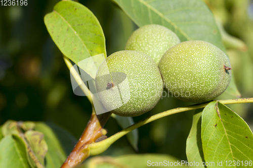 Image of three green walnuts