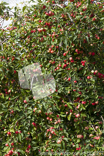 Image of small red wild not tasty apples