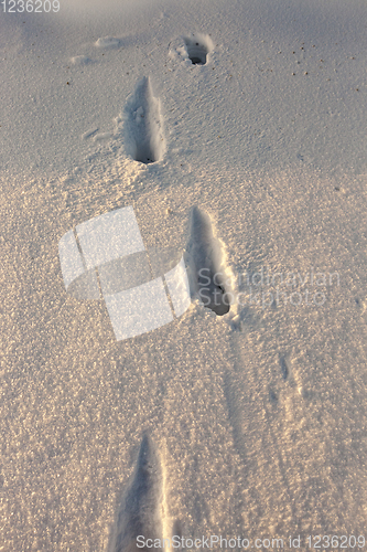 Image of traces of the snow