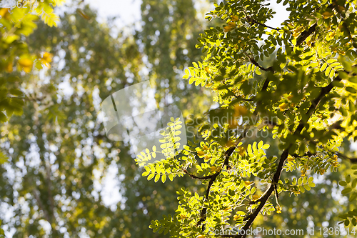 Image of branches with foliage