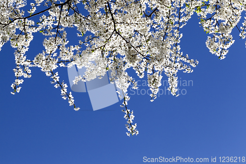 Image of small white cherry flowers