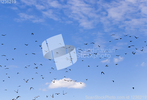 Image of birds sky