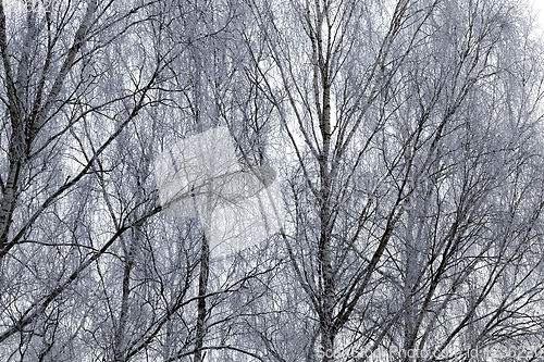 Image of Photographed winter forest