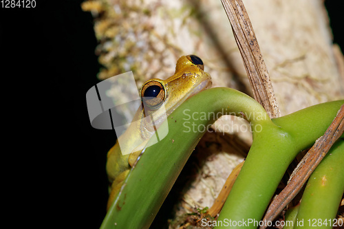 Image of Beautiful small frog Boophis rhodoscelis Madagascar