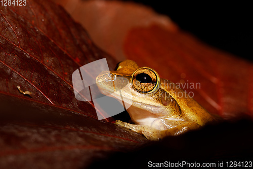 Image of Beautiful small frog Boophis rhodoscelis Madagascar