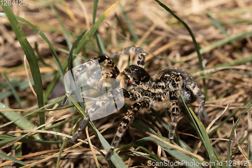 Image of biggest european spider Geolycosa vultuosa