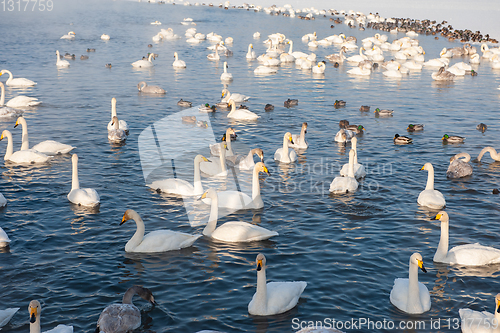 Image of Beautiful white whooping swans