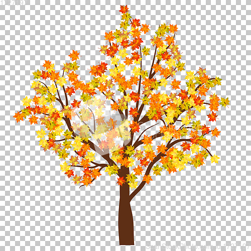 Image of Fall (Autumn) Maple Background