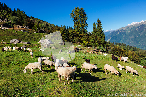 Image of Flock of sheep in the Himalayas