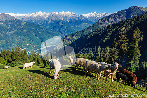 Image of Flock of sheep in the Himalayas