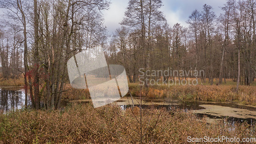 Image of Autumnal misty erly morning by forest river