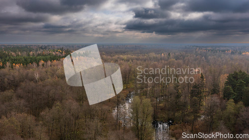 Image of Polish part of Bialowieza Forest to south