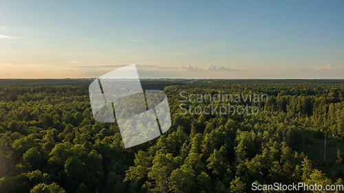 Image of Polish part of Bialowieza Forest to east