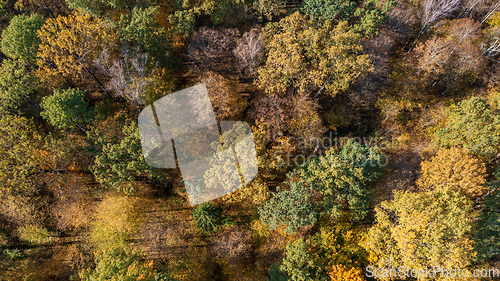 Image of Polish part of Bialowieza Forest top viev