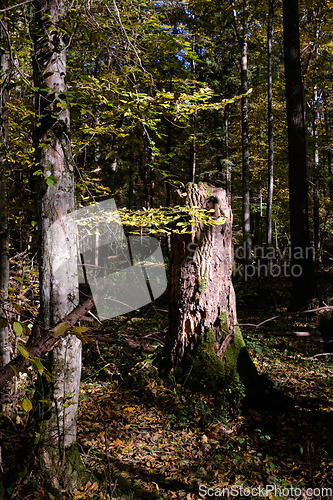 Image of Old deciduous forest in summer afternoon