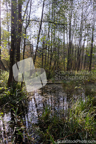 Image of Old alder tree and water around in fall