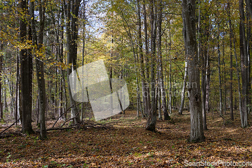 Image of Autumnal deciduous tree stand with hornbeams and maple