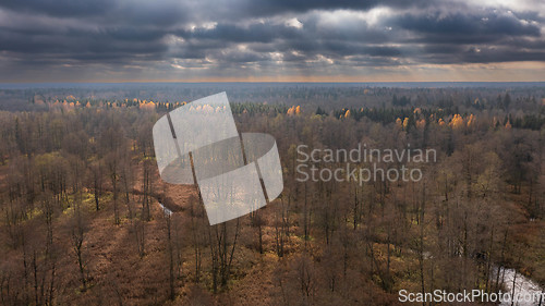 Image of Polish part of Bialowieza Forest to south