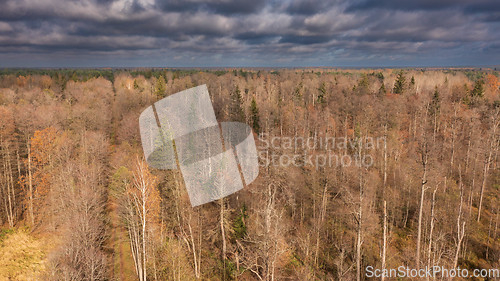 Image of Polish part of Bialowieza Forest to east