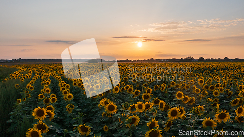 Image of Sunflower field in summertime sunset light