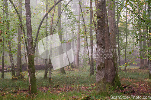 Image of Misty morning in autumnal forest