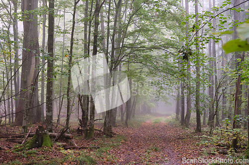 Image of Misty morning in autumnal forest