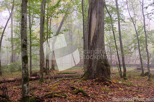 Image of Misty morning in autumnal forest