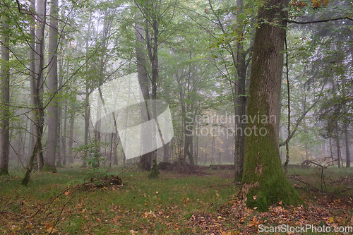 Image of Misty morning in autumnal forest