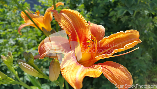 Image of Beautiful bright orange day-lily on a sunny summer garden