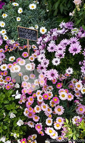 Image of Various colorful bright garden flowers in the market