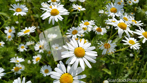 Image of Beautiful daisies in a summer field